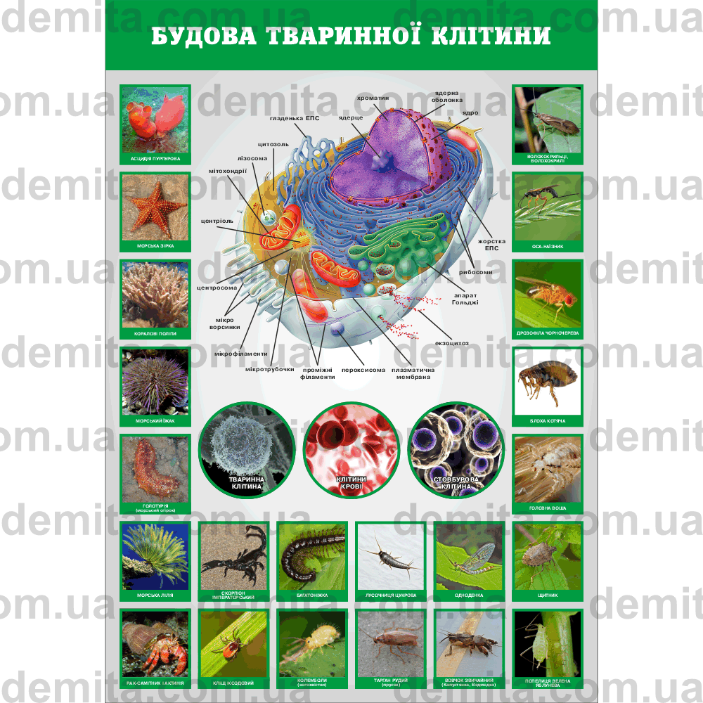 2518. Будова тваринної клітини.