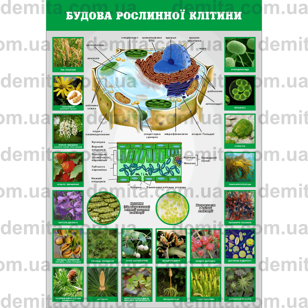 2519. Будова рослинної клітини.